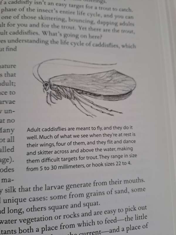 GETTING STARTED IN FLY FISHING  By Tom Fuller