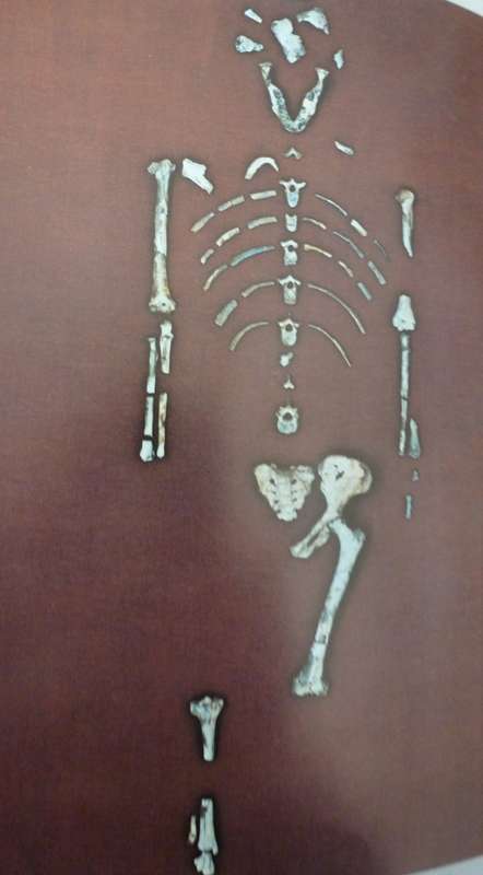 LUCY - THE BEGINNINGS OF HUMANKIND. By D Johanson & M Edey