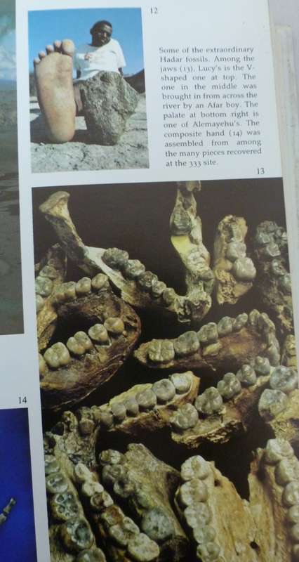 LUCY - THE BEGINNINGS OF HUMANKIND. By D Johanson & M Edey