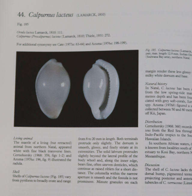 COWRIES AND THEIR RELATIVES OF SOUTHERN AFRICA By W Liltved .  SIGNED.