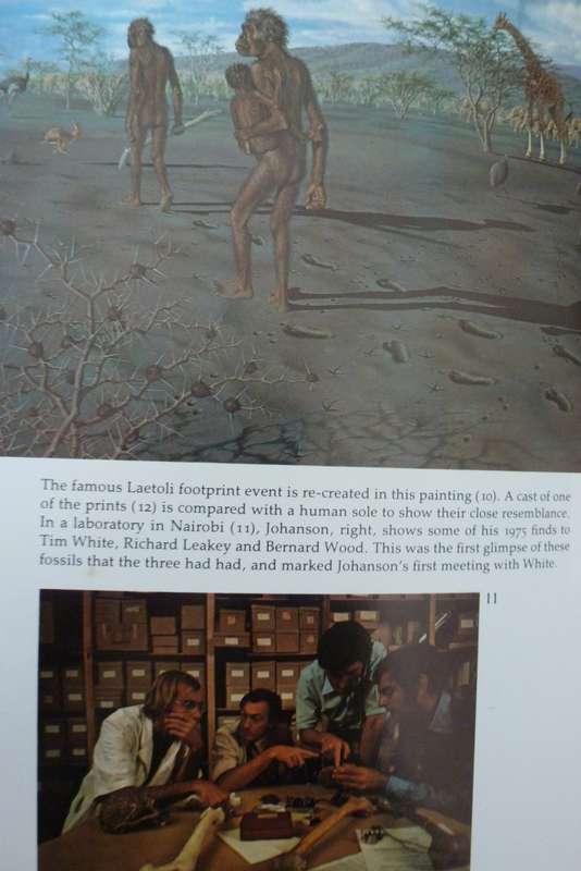 LUCY - THE BEGINNINGS OF HUMANKIND. By D Johanson & M Edey