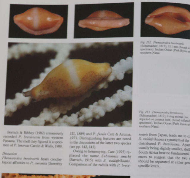 COWRIES AND THEIR RELATIVES OF SOUTHERN AFRICA By W Liltved .  SIGNED.