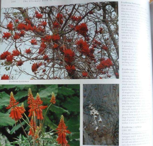 THE ULTIMATE BOOK OF TREES AND SHRUBS  By Kristo Pienaar