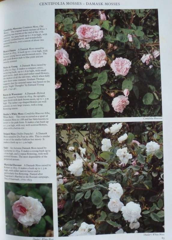 ROSES  By R Phillips & M Rix