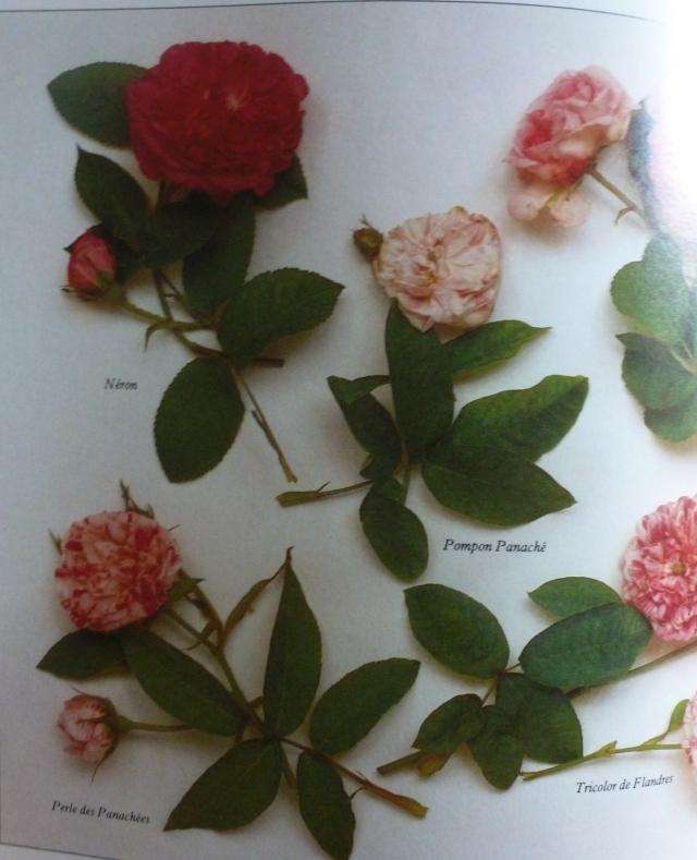 ROSES  By R Phillips & M Rix