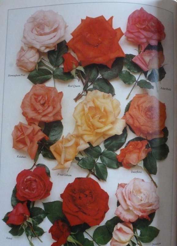 ROSES  By R Phillips & M Rix