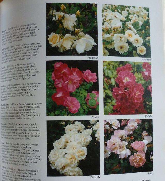 ROSES  By R Phillips & M Rix