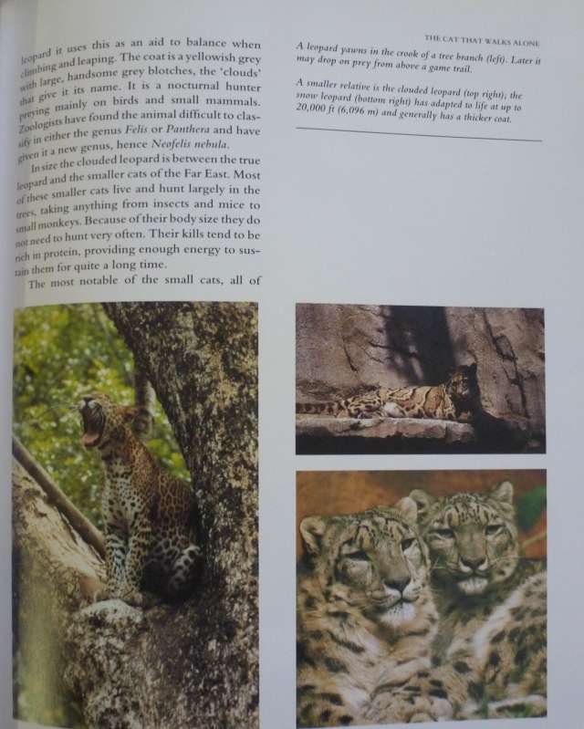KINGDOM OF THE EAST - ANIMALS OF THE ORIENT By C Willocl