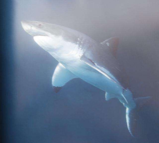 GREAT WHITE By Chris Fallows