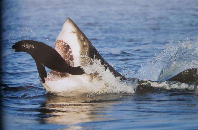 GREAT WHITE By Chris Fallows