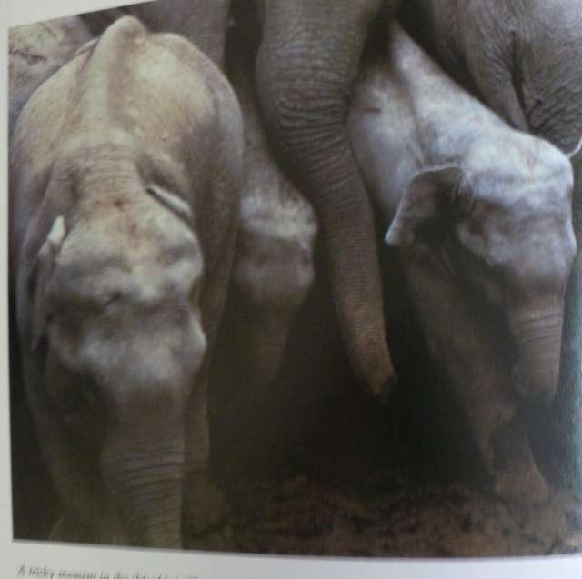 KINGDOM OF THE EAST - ANIMALS OF THE ORIENT By C Willocl