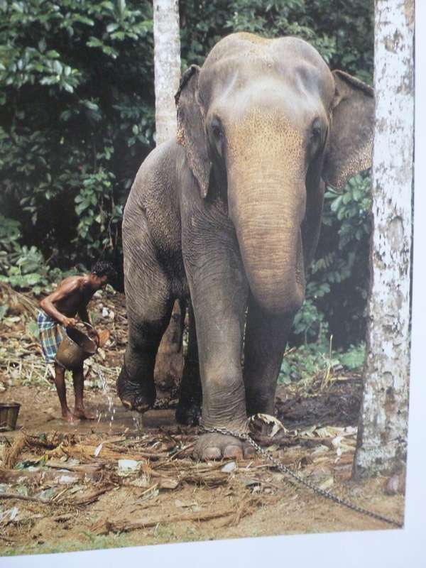 KINGDOM OF THE EAST - ANIMALS OF THE ORIENT By C Willocl