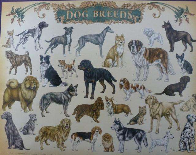 JIGSAW PUZZLE 1000 PIECES (COMPLETE)