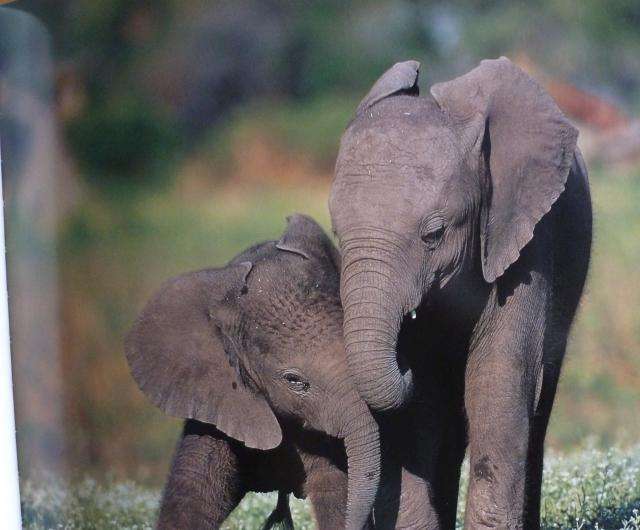 TALES & TALES - Young Animals and Folklore from Africa