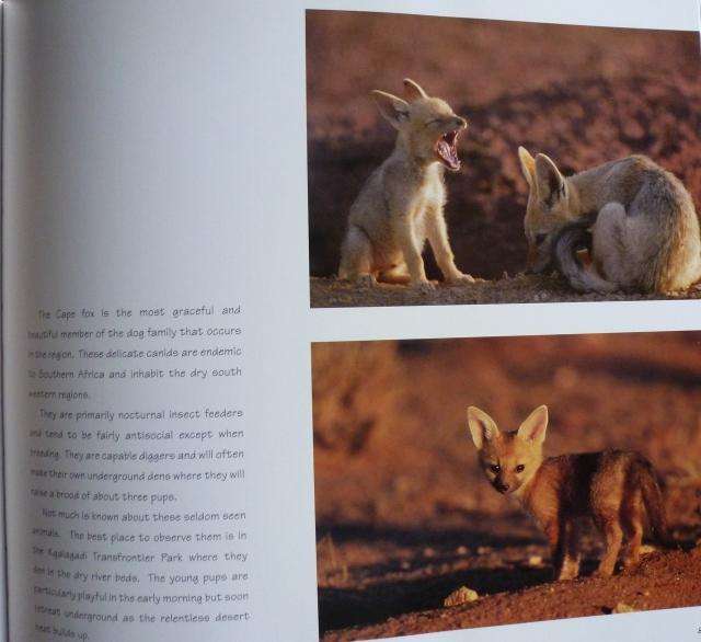 TALES & TALES - Young Animals and Folklore from Africa