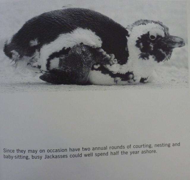 CRY OF THE JACKASS. By Mike Holmes