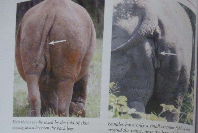 BEAT ABOUT THE BUSH MAMMALS. By Trevor Carnaaby