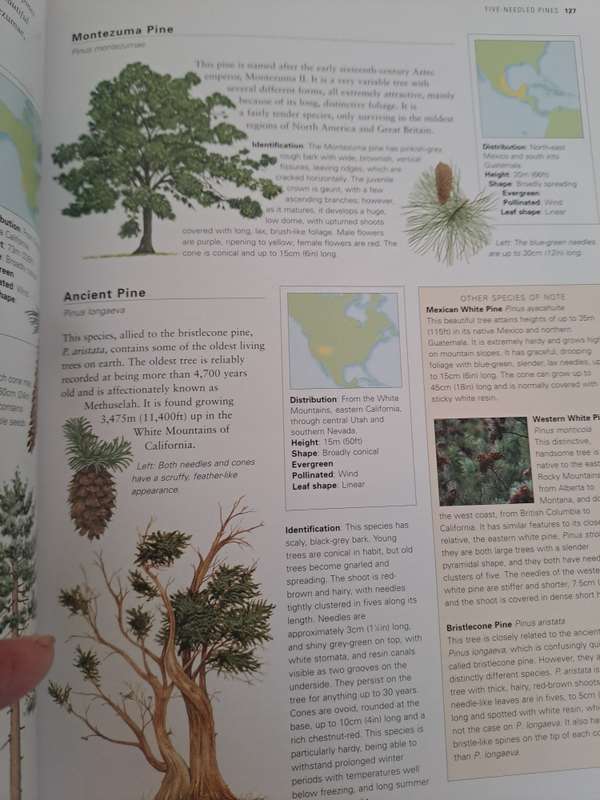 TREES OF THE WORLD.