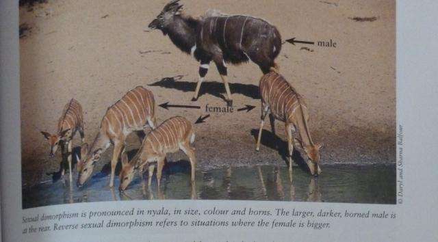 BEAT ABOUT THE BUSH MAMMALS. By Trevor Carnaaby
