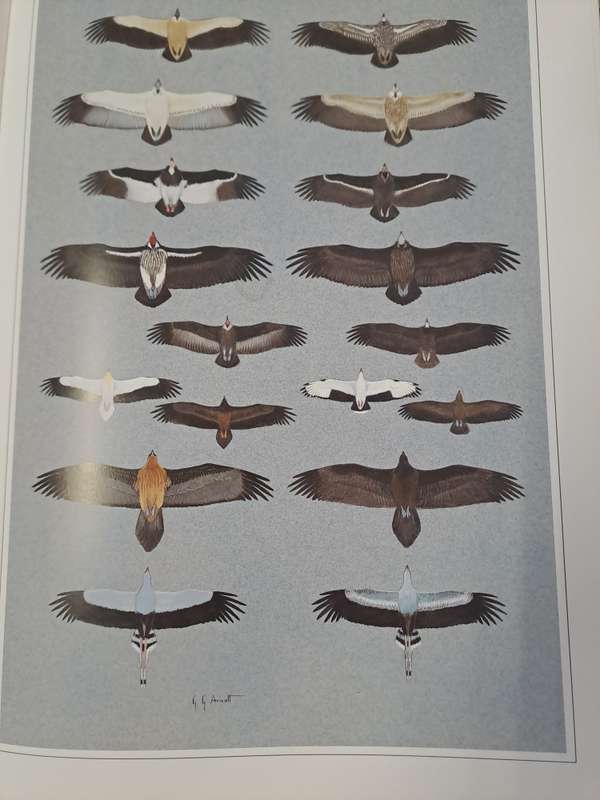 HUNTERS OF THE AFRICAN SKY. By Peter Steyn & C Arnott