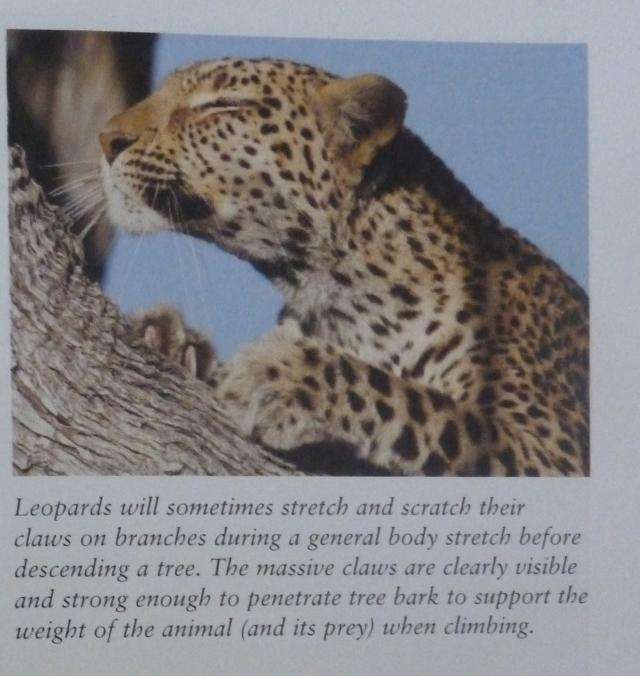 BEAT ABOUT THE BUSH MAMMALS. By Trevor Carnaaby