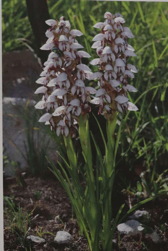 THE CAPE ORCHIDS.  By W R Liltved & S D Johnson  - Signed