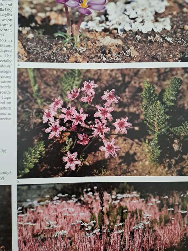 SOUTHERN AFRICAN WILD FLOWERS By John Manning (Signed)