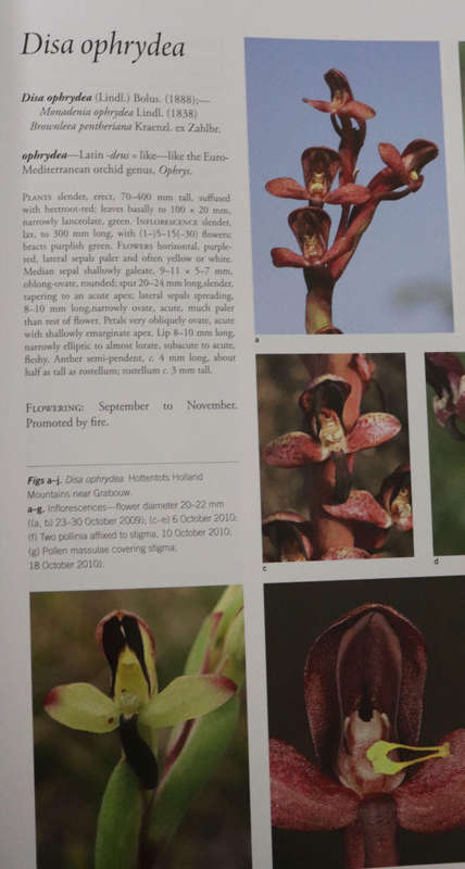 THE CAPE ORCHIDS.  By W R Liltved & S D Johnson  - Signed