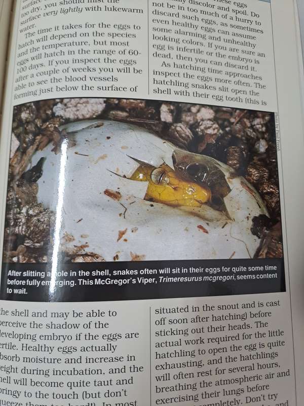 SNAKES. KEEPING & BREEDING THEM IN CAPTIVITY.  By J Coborn