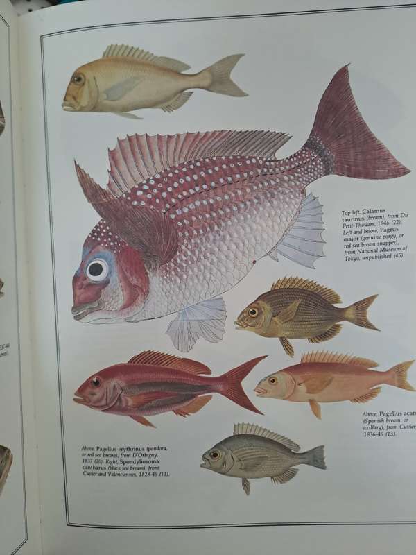 FISH OF THE WORLD.  A Collection of 19th century Paintings. By H Aramata