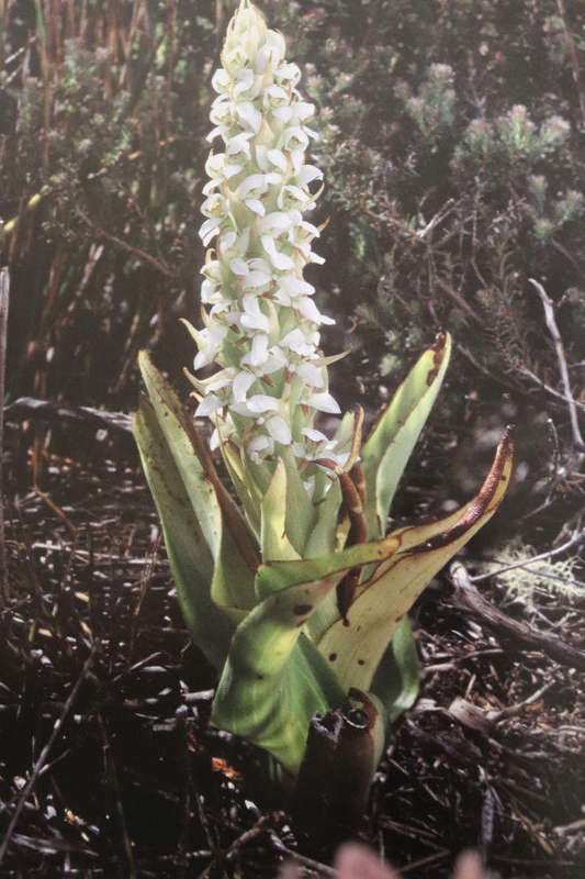 THE CAPE ORCHIDS.  By W R Liltved & S D Johnson  - Signed