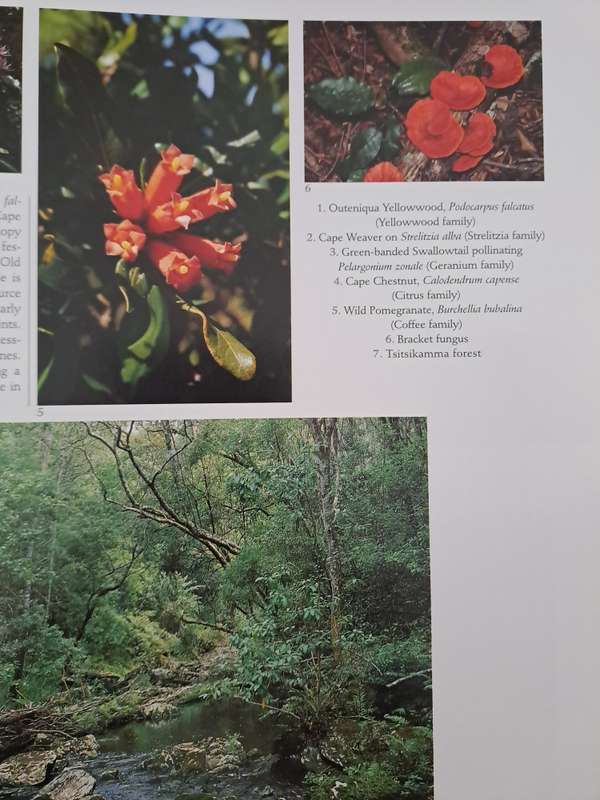 SOUTHERN AFRICAN WILD FLOWERS By John Manning (Signed)