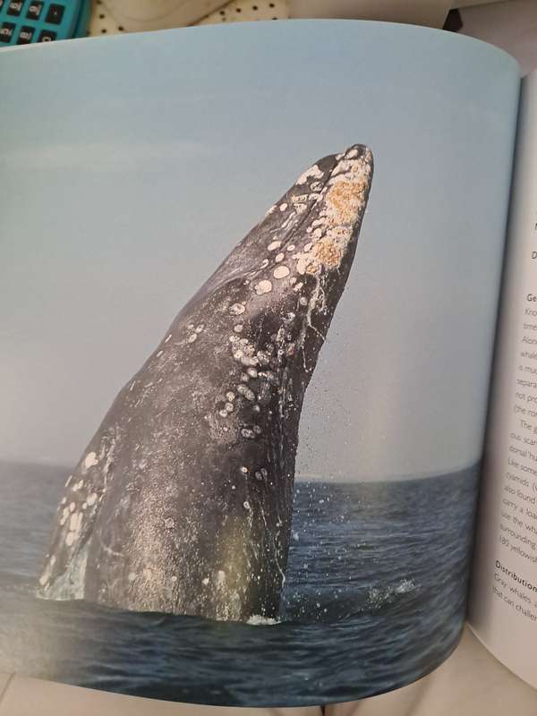 WHALES. By Phil Claphan
