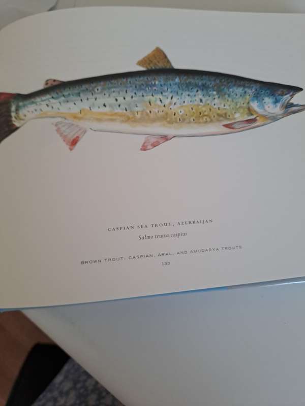 TROUT OF THE WORLD.  By James Prosek