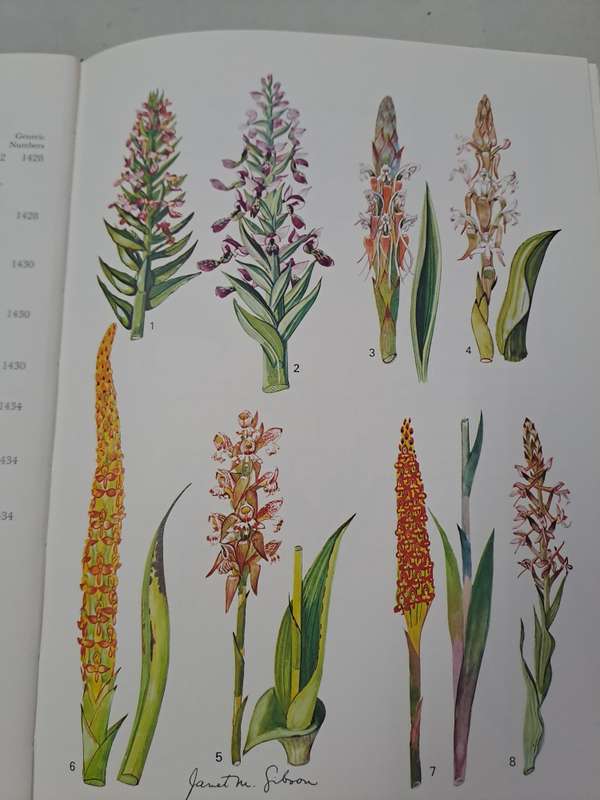 WILD FLOWERS OF NATAL (COASTAL REGION) By Janet Gibson