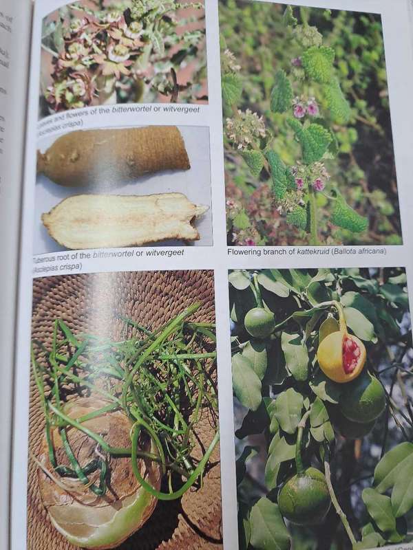 PEOPLE'S PLANTS By B van Wyk and N Gericke