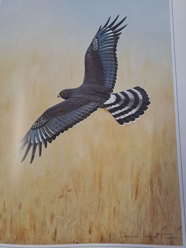 HUNTERS OF THE AFRICAN SKY. By Peter Steyn & C Arnott