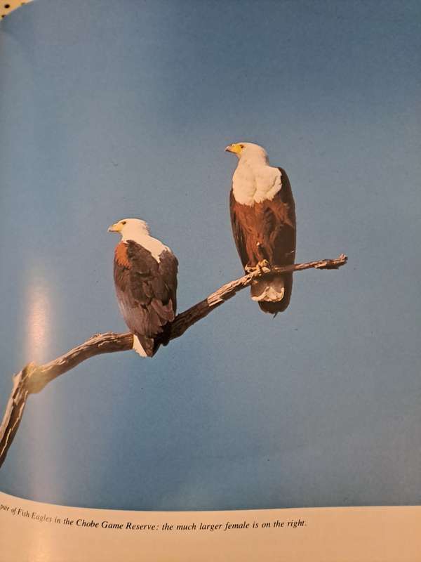 EAGLE DAYS. By Peter Steyn.  SIGNED