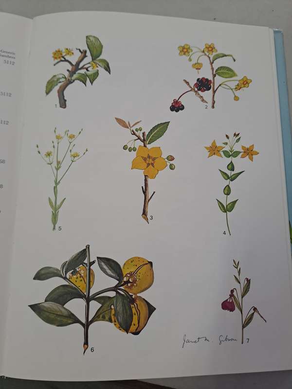 WILD FLOWERS OF NATAL (COASTAL REGION) By Janet Gibson