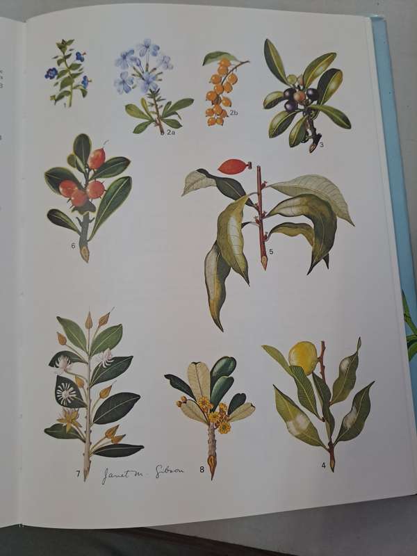 WILD FLOWERS OF NATAL (COASTAL REGION) By Janet Gibson