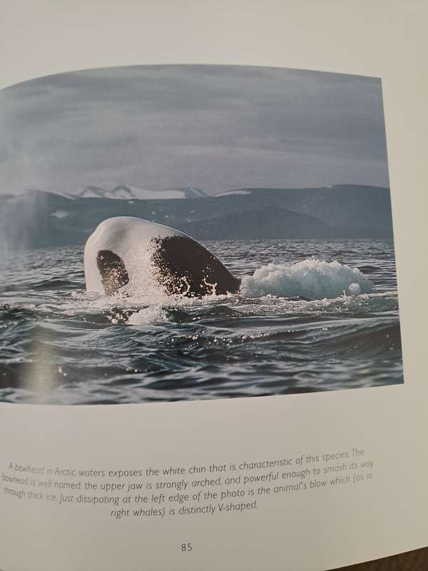 WHALES. By Phil Claphan