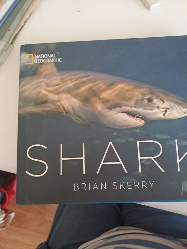 SHARK. By Brian Skeery