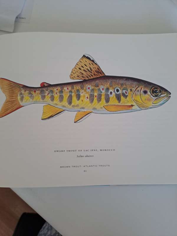 TROUT OF THE WORLD.  By James Prosek