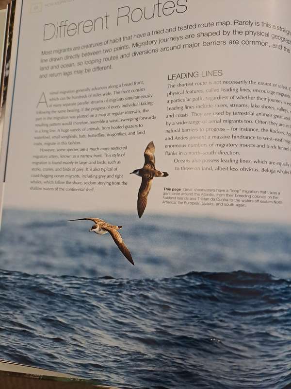 ANIMAL MIGRATION.  By Ben Hoare
