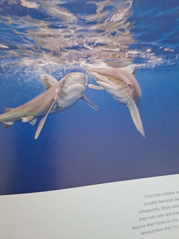 SHARK. By Brian Skeery