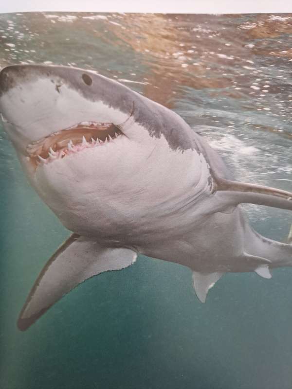 SHARK. By Brian Skeery