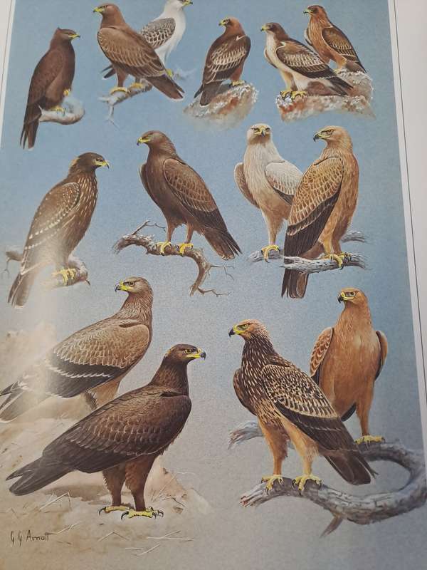 HUNTERS OF THE AFRICAN SKY. By Peter Steyn & C Arnott