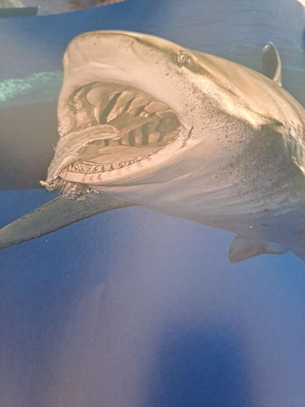 SHARK. By Brian Skeery