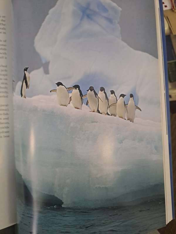 PENGUINS OF THE WORLD.  By W Lynch
