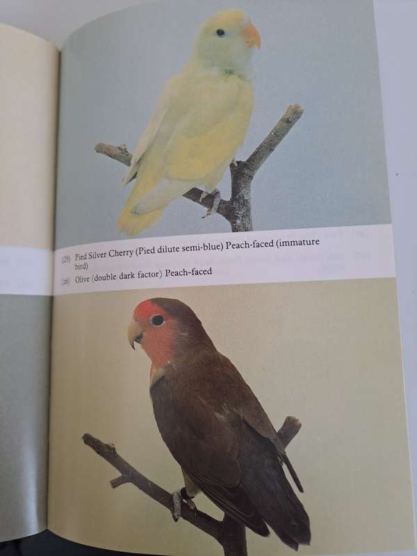 LOVEBIRDS AND THEIR COLOUR MUTATIONS. By J Hayward.